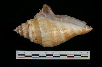 藏品(蜘蛛螺)的圖片